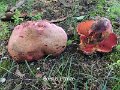 Rubroboletus legaliae-amf293-2